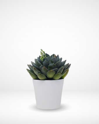 Special Succulent