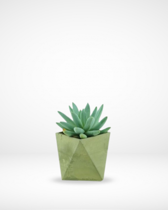Mini Succulent