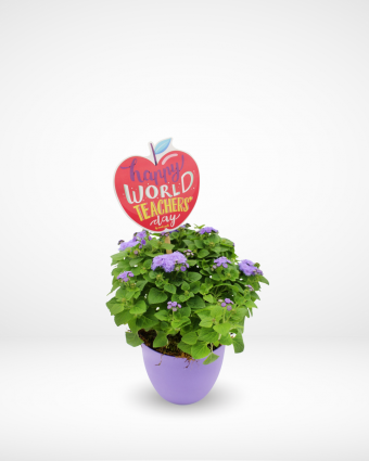 Teacher's Day Plant