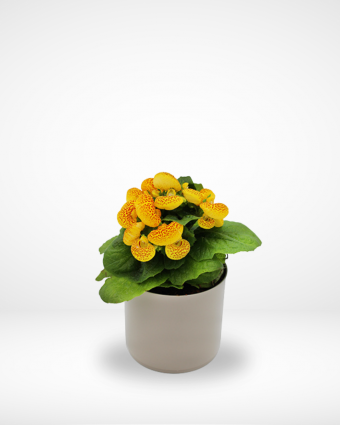 Calceolaria Plant