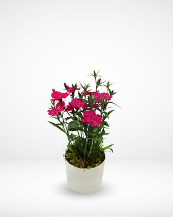 Chinese Carnation Plant