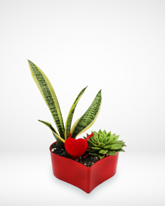 Love Garden Arrangement