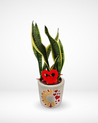 Sansevieria Plant