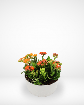 Kalanchoe Arrangement