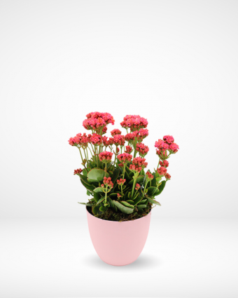 Kalanchoe Plant