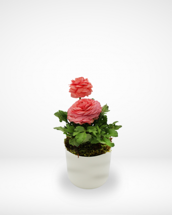 Ranunculus Plant