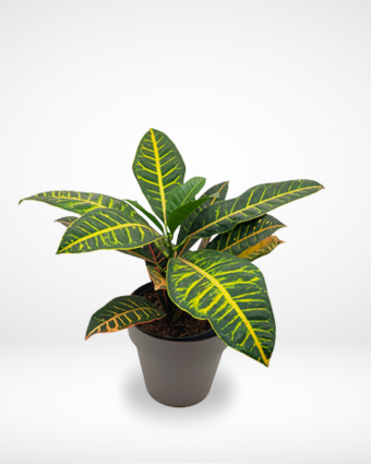 Croton Petra Pot