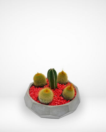 Unusual Cactus