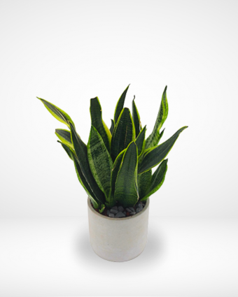 Elegant Sansevieria