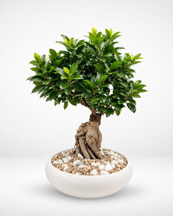 Lucky Bonsai