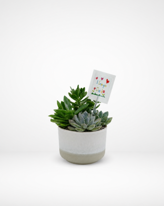Succulent & Echeveria