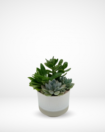Succulent & Echeveria