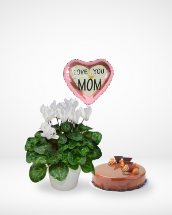 Cyclamen Bundle