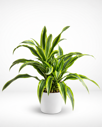 Dracaena Limelight