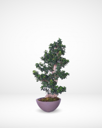 Bonsai
