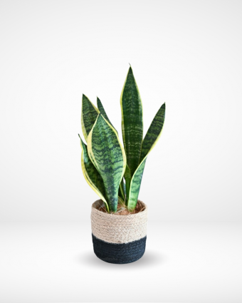 Snake Plant