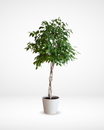 Ficus Benjamina