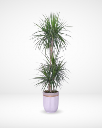 Dracaena Marginata