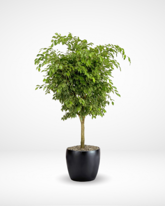 Ficus Benjamina