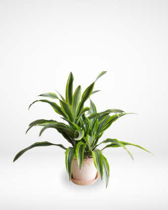 Dracaena Limelight
