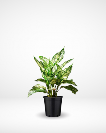 Aglaonema