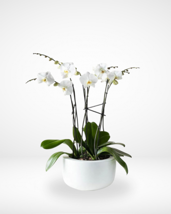 Orchids