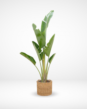 Drafts-Green plants6