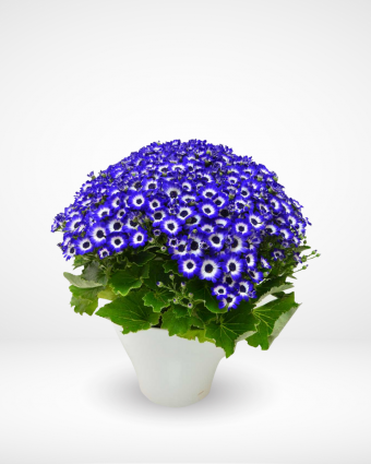 The Blue Cineraria