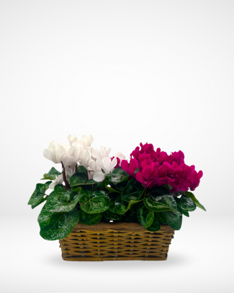 Cyclamen's Basket