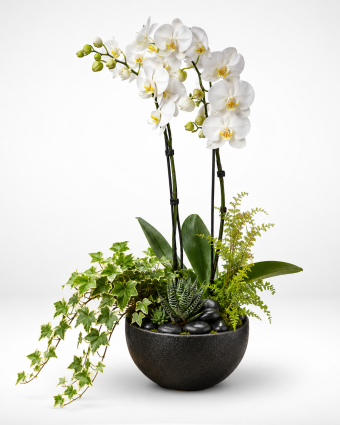 Elegant White Orchid Bowl Arrangement