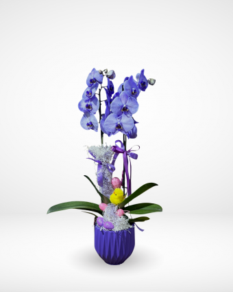 Blue orchids