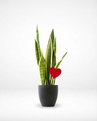 Forever Yours Snake Plant