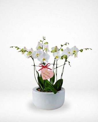 Eternal Elegance Orchid