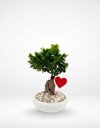 Forever Together Bonsai