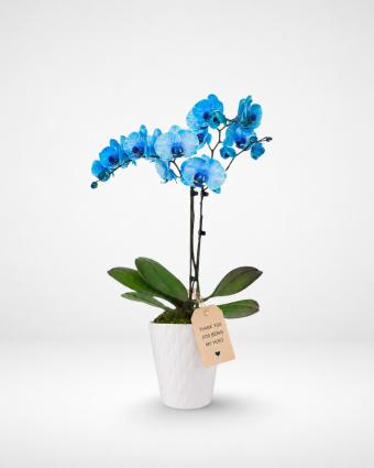 Father's Orchid