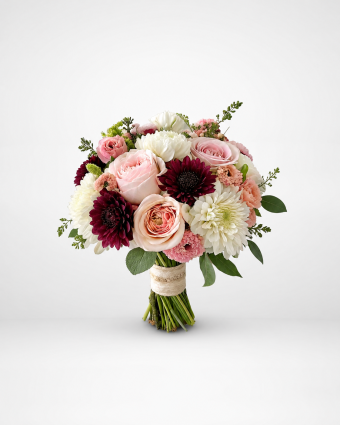 Blush Dhalia