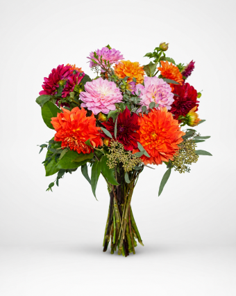 Vibrant Dahlia